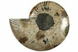 Cut & Polished Ammonite Fossil (Half) - Madagascar #310729-1